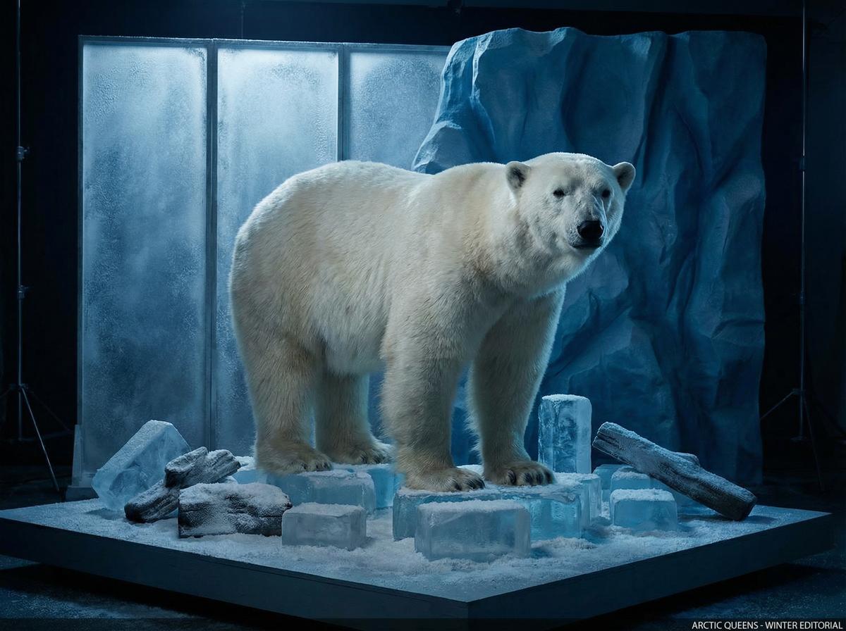 免费看片北极熊写真视频